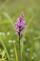 orchid, wild orchid, common spotted orchid, Dactylorhiza fuchsii,