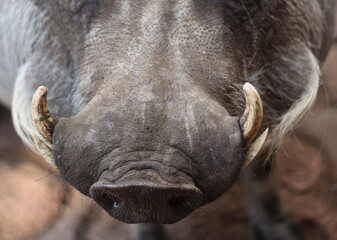 Warthog tusk closeup