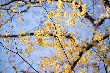 autumn leaves against blue sky