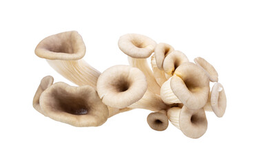 oyster mushroom isolated on transparent png