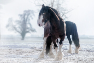 Naklejka na ściany i meble Shire Horse and Clydesdale in Snow
