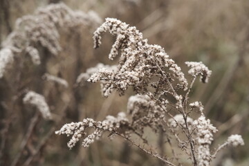 Winter attribute, frost and snow on the nature park