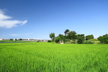 梅雨の晴れ間の近郊の青田風景
