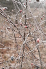 Winter attribute, frost and snow on the nature park