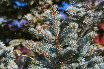 Naklejka na ściany i meble The branches of the blue spruce close-up. Blue spruce or prickly spruce (Picea pungens) - representative of the genus Spruce from the Pine family.