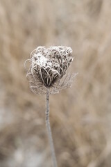 Winter attribute, frost and snow on the nature park