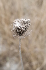 Winter attribute, frost and snow on the nature park