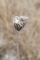 Winter attribute, frost and snow on the nature park