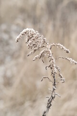 Winter attribute, frost and snow on the nature park