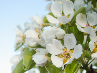 Obraz premium A spring of blooming pear. Pear tree. Beautiful flower image of spring nature banner. Blooming pear branches close-up against the blue sky.