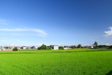 Fototapeta na wymiar 梅雨の晴れ間の近郊の青田風景