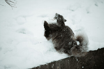 Main Coon Cat and Mouse in winter in snow