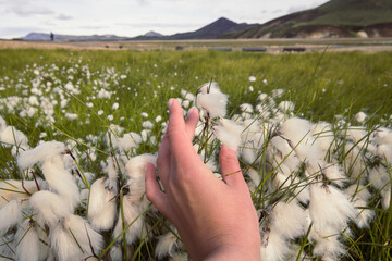 Close up woman touching cottongrass in field concept photo. First view hand photography with old mountains on background. High quality picture for wallpaper, travel blog, magazine, article