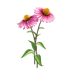 Echinacea herb realistic watercolor illustration. Hand drawn botanical Echinacea purpurea plant with purple flower, green leaves element. Medical natural treatment herb. - obrazy, fototapety, plakaty
