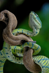 snake in the branch