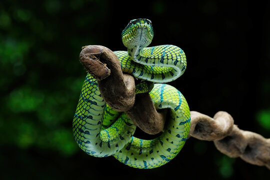 green snake on a branch