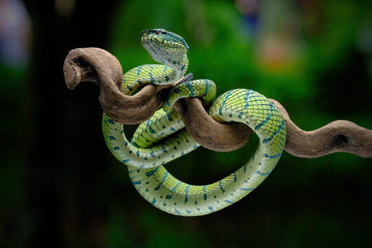 green snake on a branch