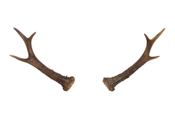 Christmas decoration of a reindeer horns on a white background. Deer antlers in Png format.