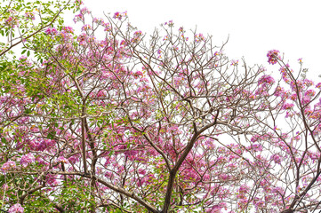 Tabebuia rosea trees or Pink trumpet blooming isolated