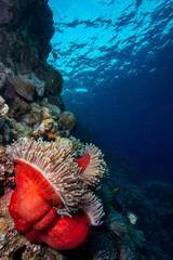 Ocellaris Clownfish on a coral reef.Clownfish and anemone on a tropical coral reef.Red sea coral reefs.
