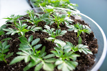 Flower seedlings in plastic pots with soft fuzzy focus