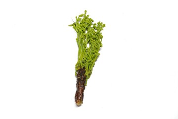 Flower buds, neem vegetables, laying on a white background