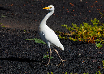 White canarian heron (cattle egret, bubulcus ibis) standing on volcanic sand called "el picón" in Canary Islands. Black volcanic stones and green local plants. Costa Teguise. Lanzarote island, Spain.