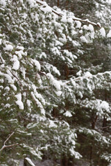 Fototapeta na wymiar photo tree branches in the snow
