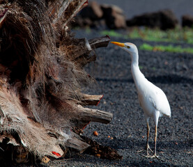 Beautiful white Canarian heron (cattle egret, bubulcus ibis) hunting for food in a Palm tree. Black volcanic rocks and green local plants. Costa Teguise. Lanzarote island, Spain.