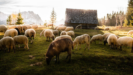 Flock of sheep grazing