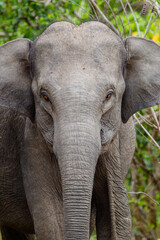 Fototapeta premium Asian elephant family group with young elephants in the middle approach a waterhole to cool off in the water 
