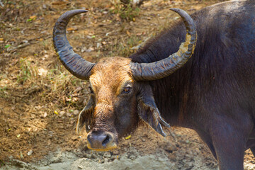 Asiatic water buffalo resting in the cool water in Yala, Sri Lanka