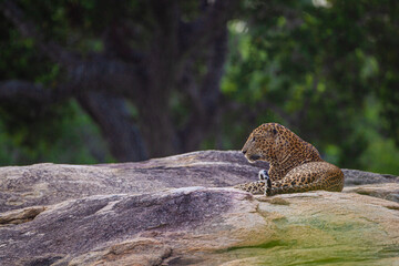 Eurasian Leopard resting on a rock in the shade in Yala National Park