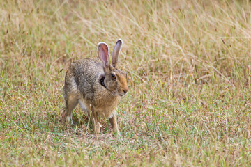 Black-naped hare resting on the shade of a tree in Yala, Sri Lanka