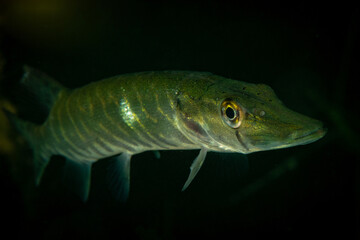 Hecht im dunkeln