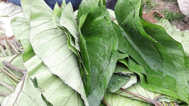 Poti k Paan (Arohi k Patte ) Alu Vadi or Steamed Colocasia Leaves