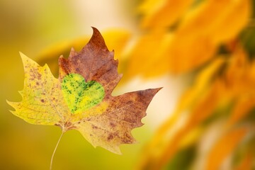 Beautiful colored leaf on nature landscape