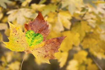 Beautiful colored leaf on nature landscape