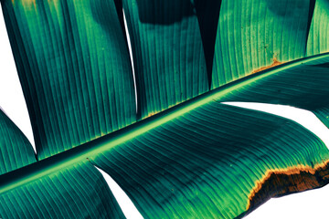 tropical banana leaf texture background
