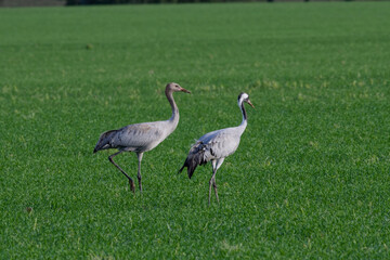 Naklejka premium grue cendrée - grus grus, gruidés