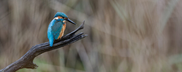 martin-pêcheur d'europe - alcedo atthis
