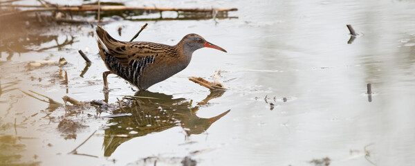 râle d'eau - rallus aquaticus