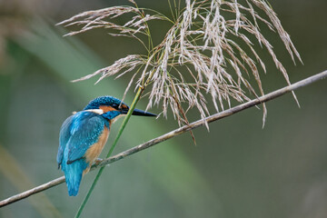 martin-pêcheur d'europe - alcedo atthis