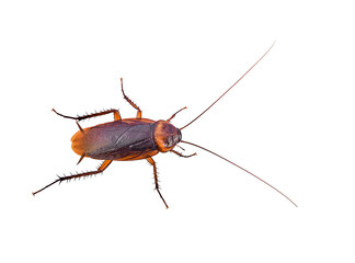 close-up brown cockroach on white background,isolated(top view)