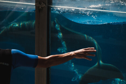 Back View Of Unrecognizable Person Touching Glass Of Aquarium With Transparent Water And Dolphins