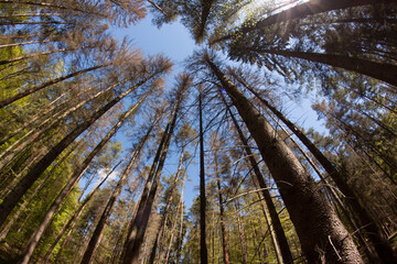 spruce forest dostoyed by European spruce bark beetle (Ips typographus), fisheye lens view