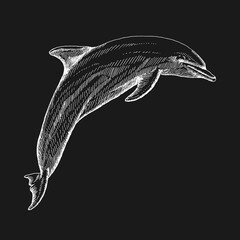 Hand drawn dolphin. Vector illustration in sketch style. Jumping dolphin © Darya
