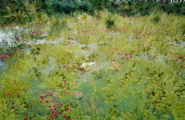 Tropical fantasy island.