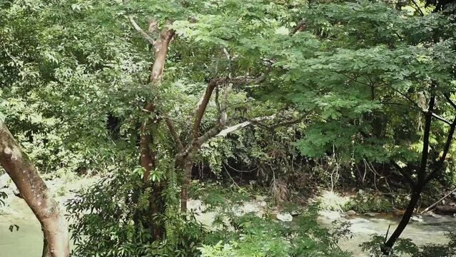 Monkey playing on a tree branch, native to Indonesia, at Ecotourism Tangkahan in Gunung Leuser National Park, North Sumatra, Indonesia.