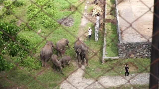 The elephant in the grasslands of  Ecotourism Tangkahan in Gunung Leuser National Park, North Sumatra, Indonesia.
